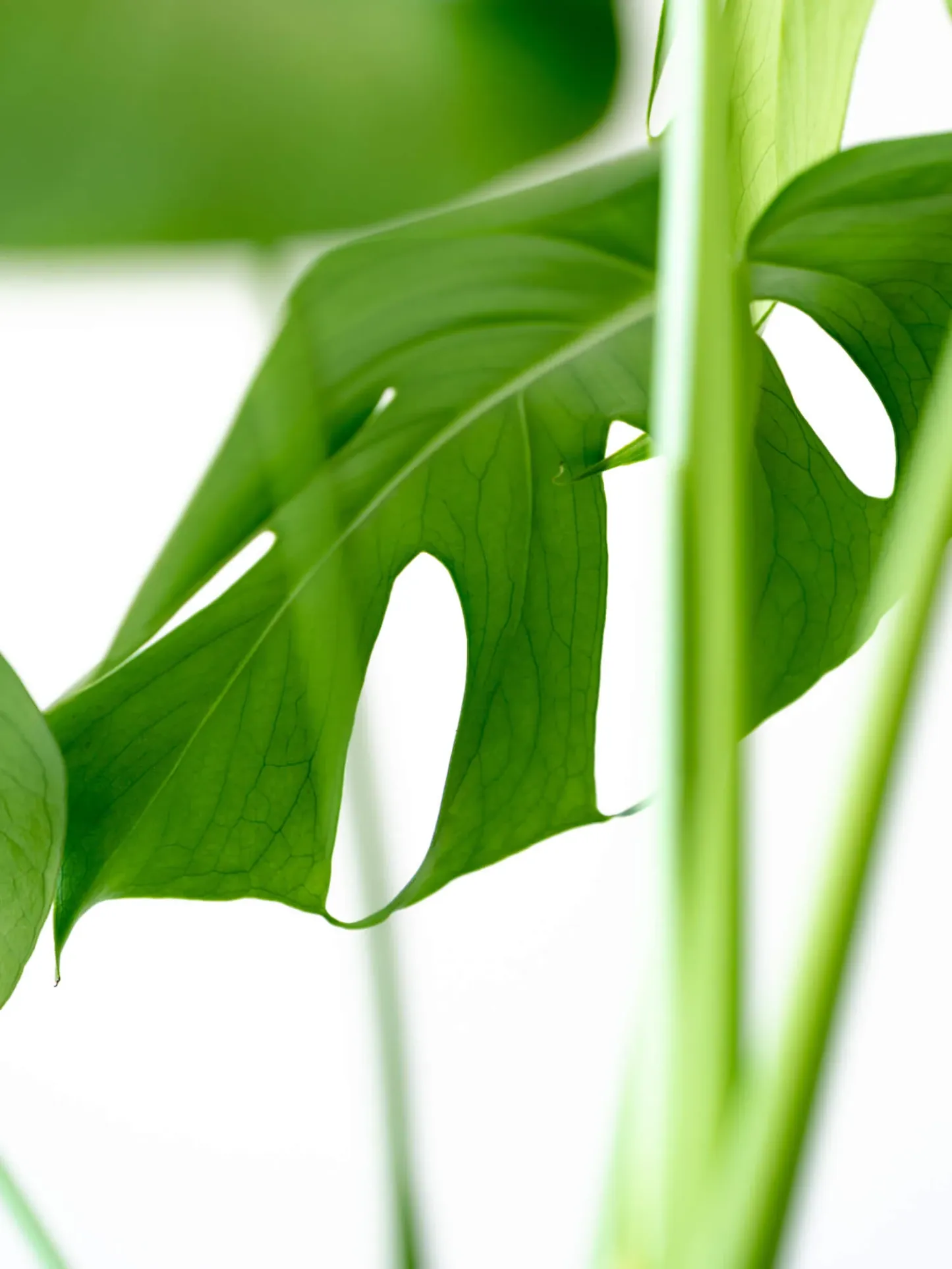 モンステラ・デリシオーサ