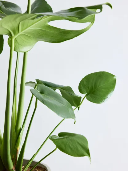 モンステラ・デリシオーサ