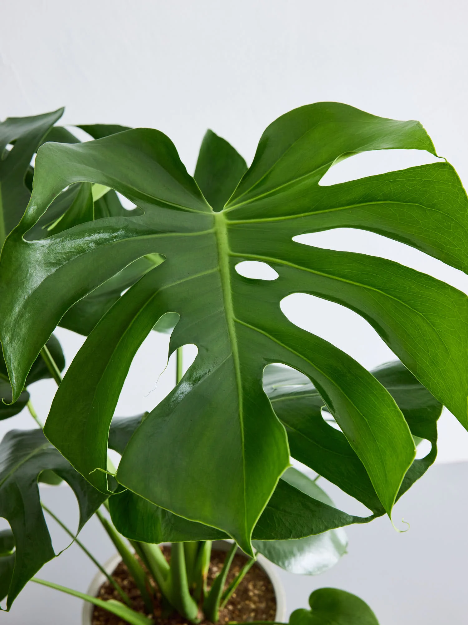 モンステラ・デリシオーサ