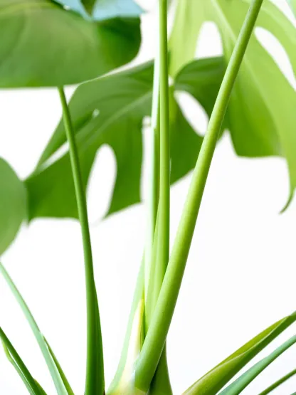 モンステラ・デリシオーサ