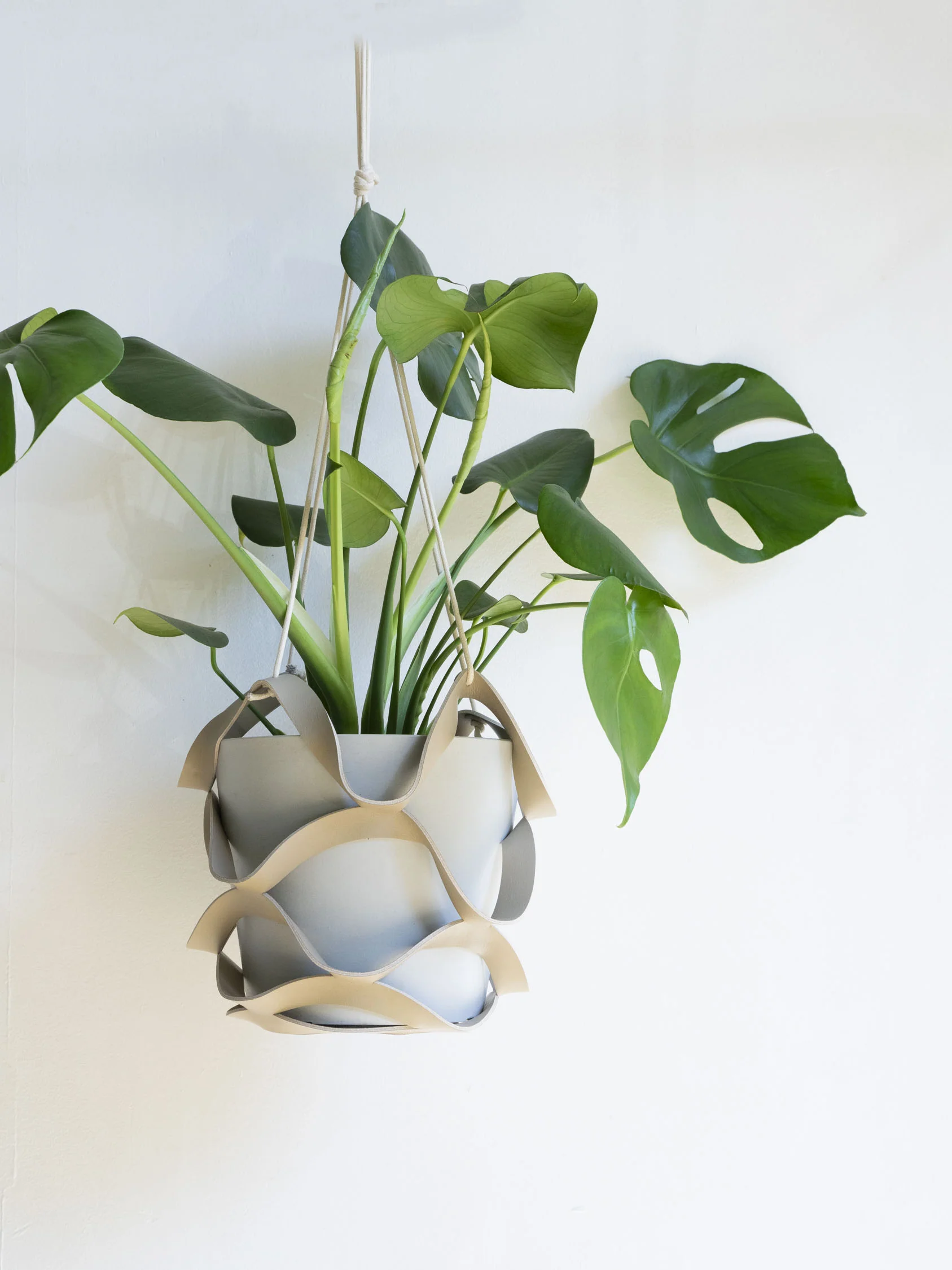 モンステラ・デリシオーサ