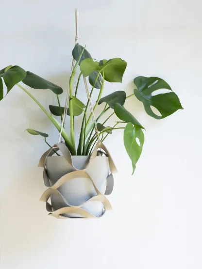 モンステラ・デリシオーサ