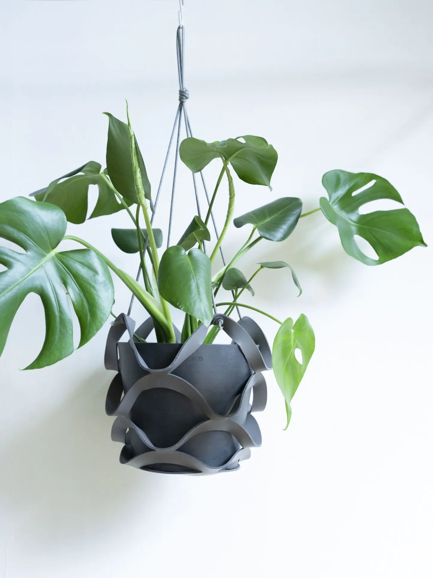 モンステラ・デリシオーサ