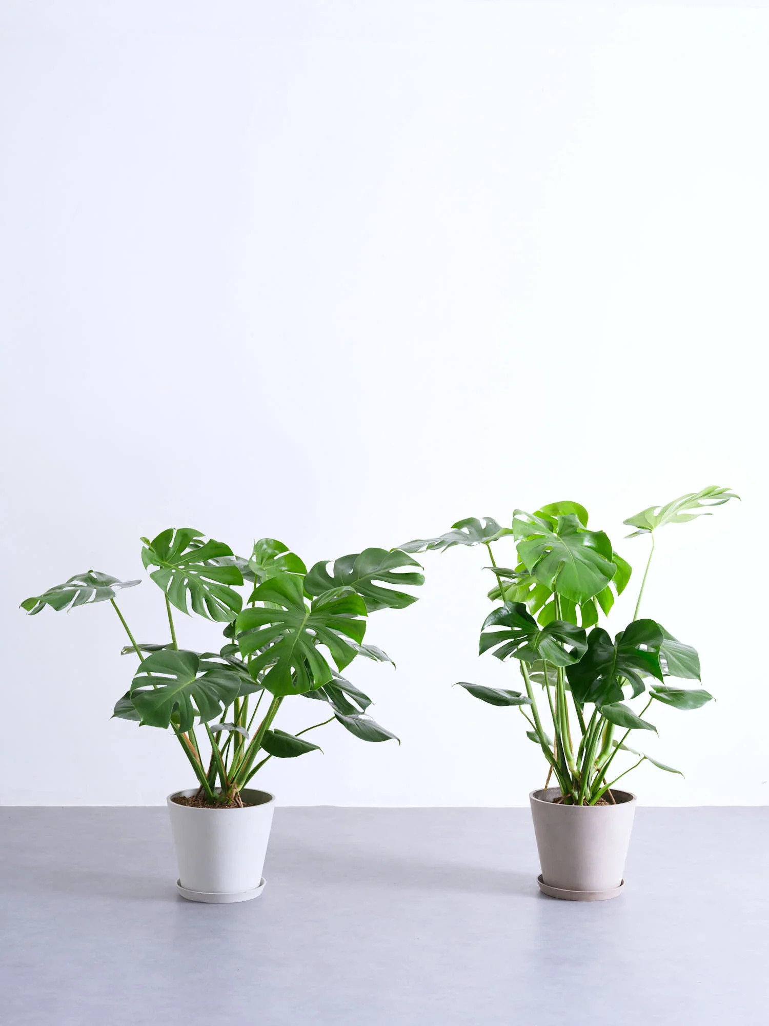 モンステラ・デリシオーサ