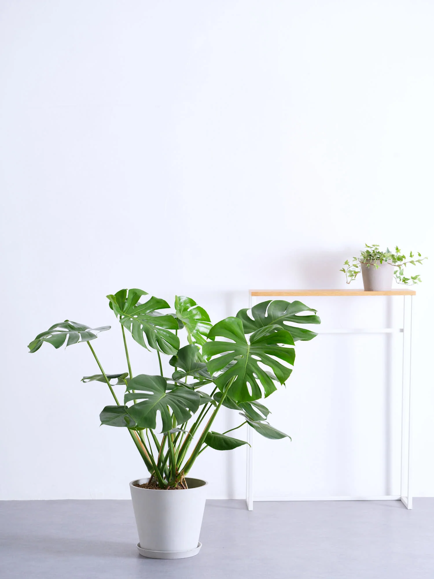 モンステラ・デリシオーサ