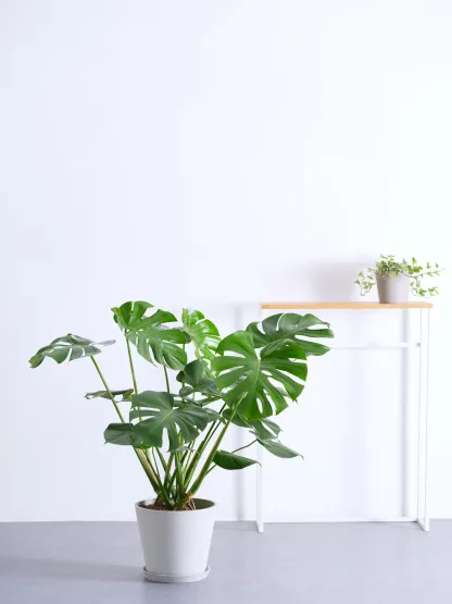 モンステラ・デリシオーサ