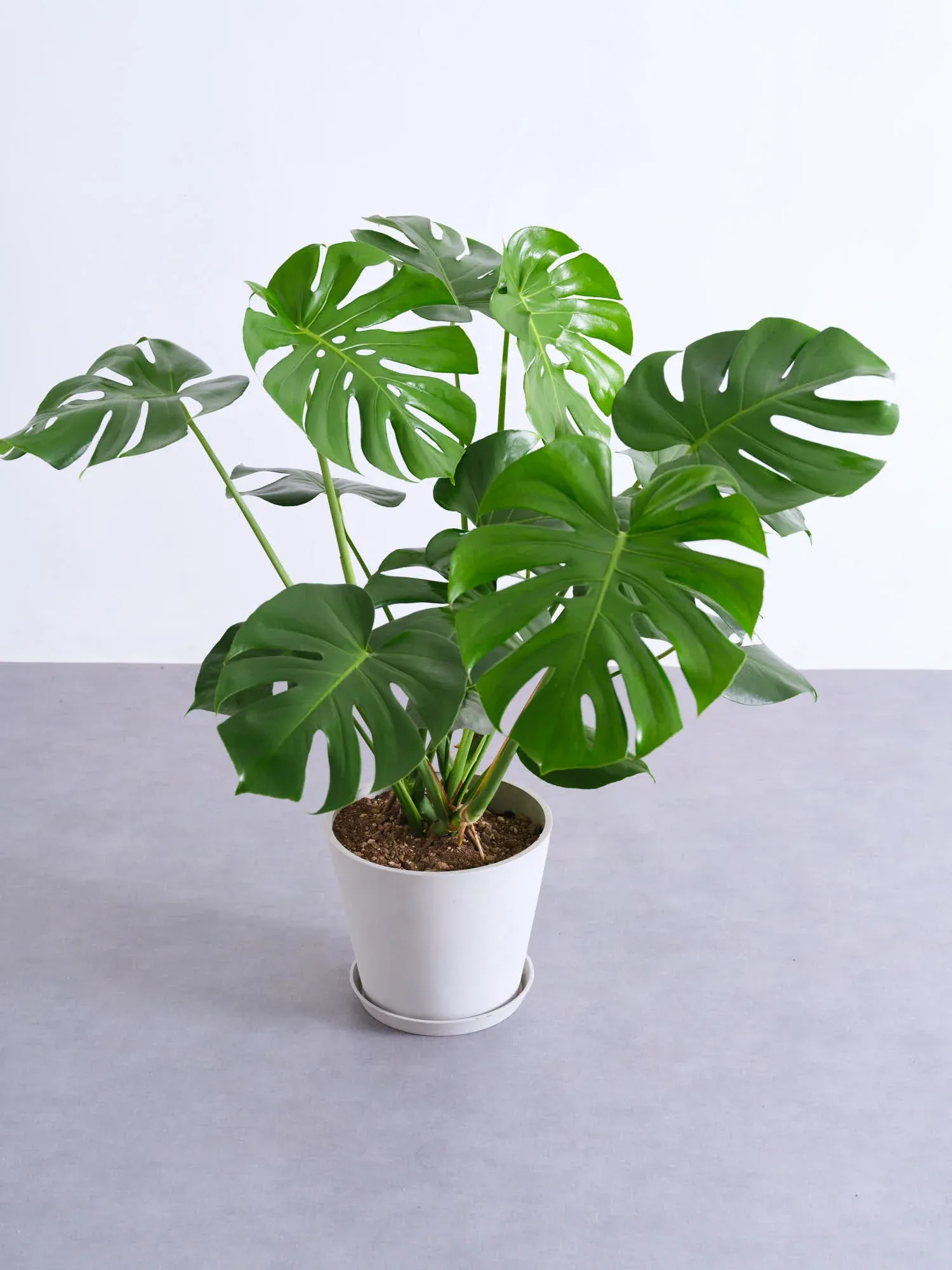 モンステラ・デリシオーサ