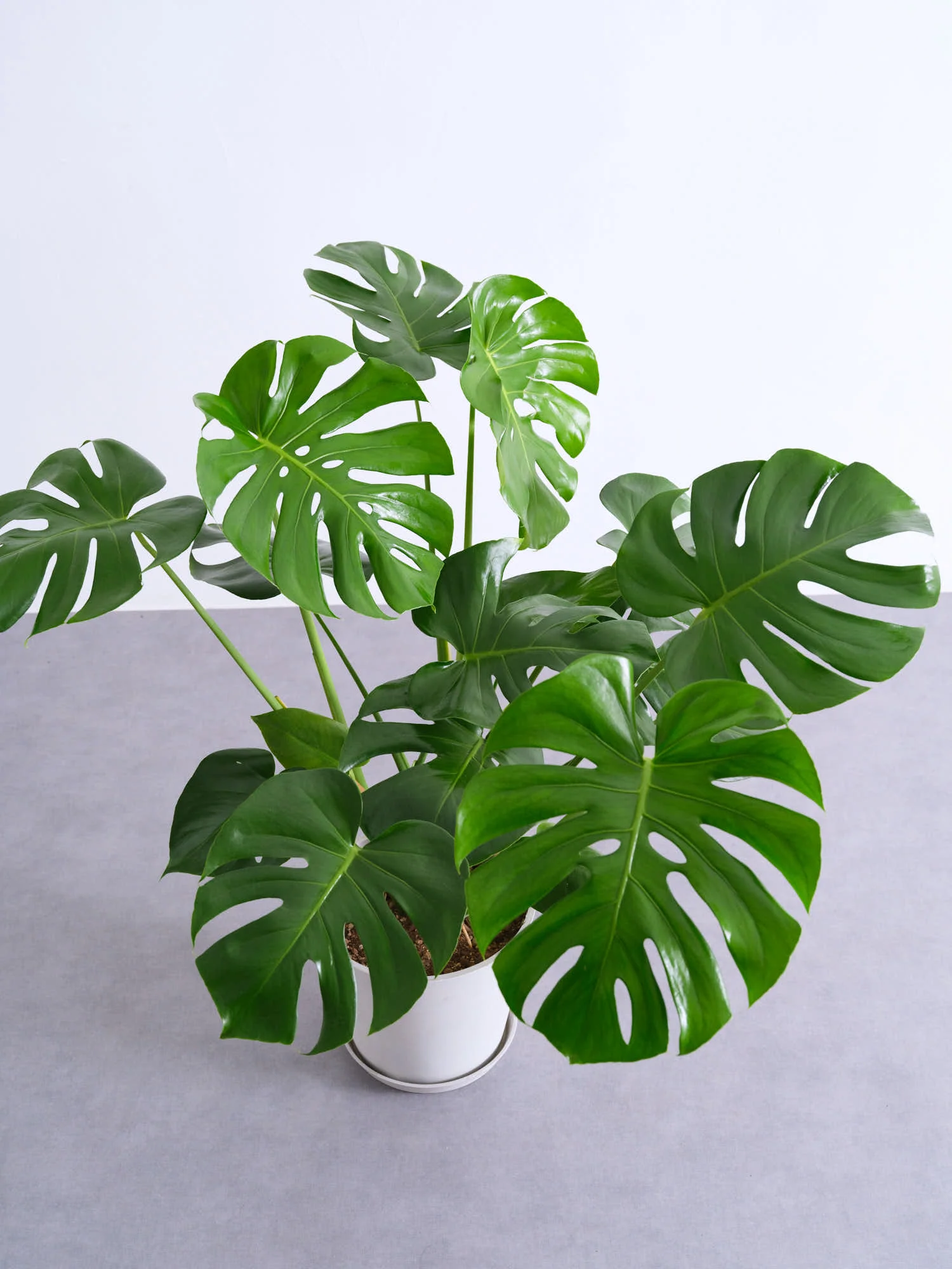 モンステラ・デリシオーサ