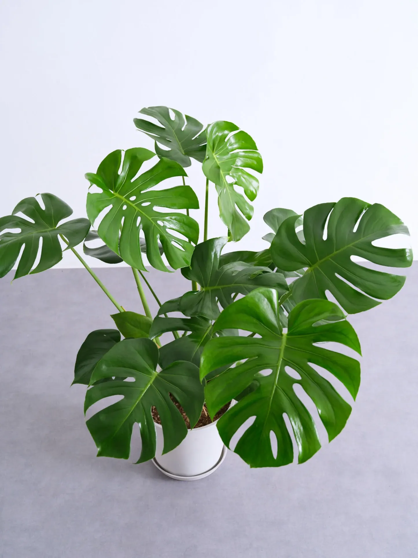 モンステラ・デリシオーサ