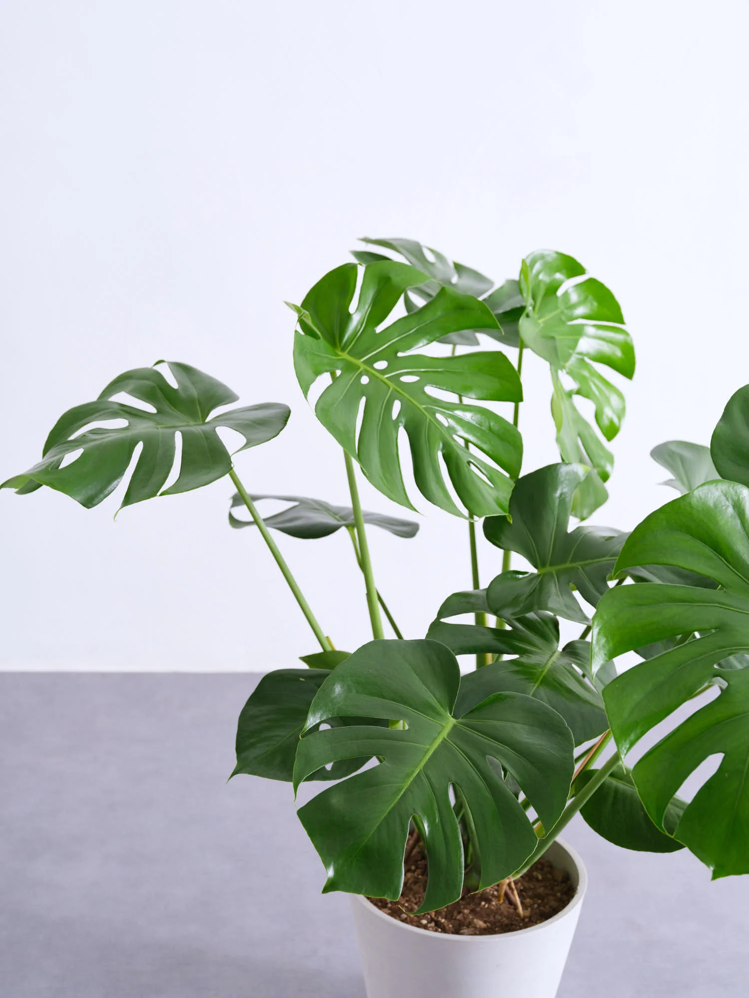 モンステラ・デリシオーサ