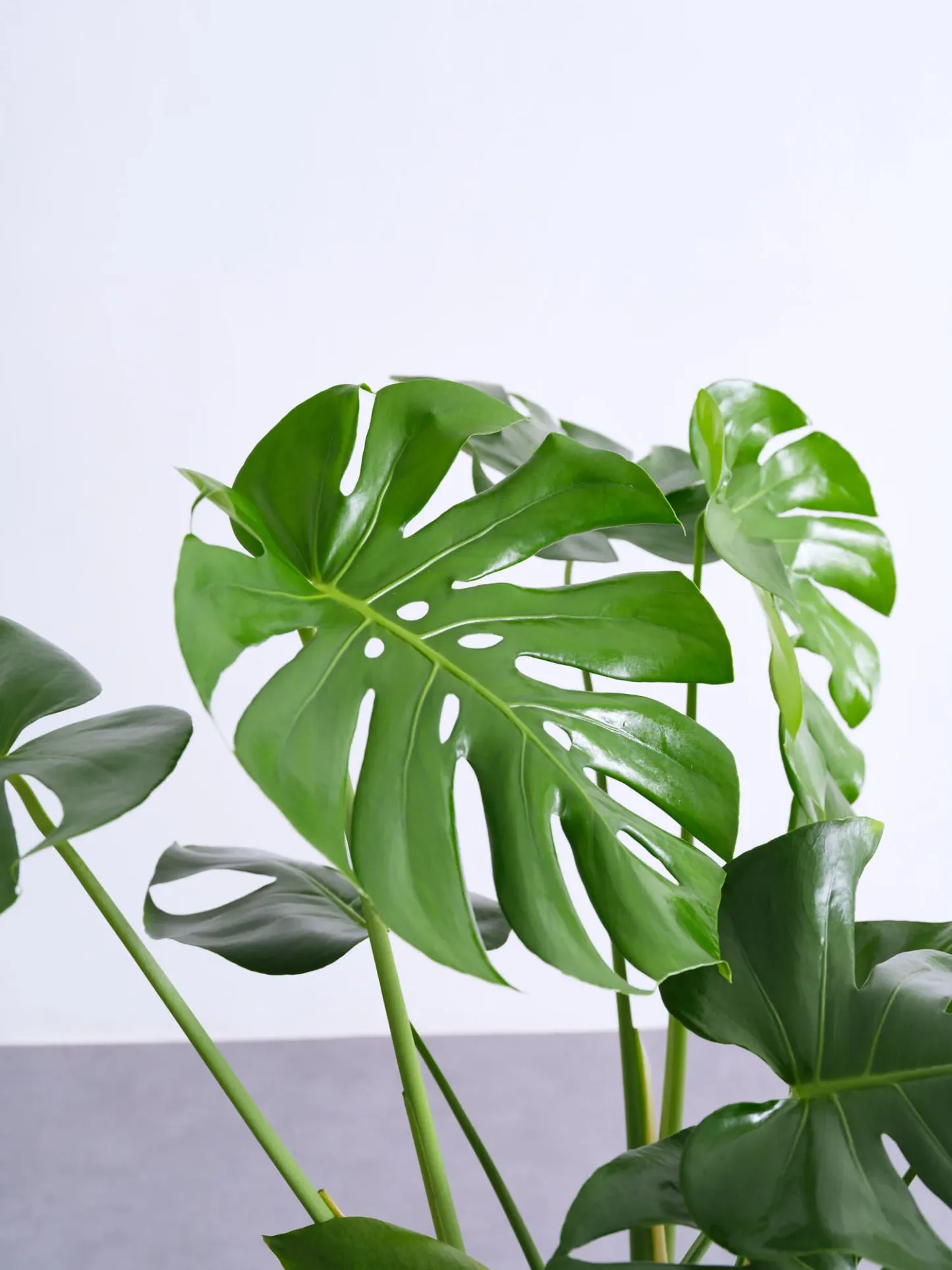 モンステラ・デリシオーサ