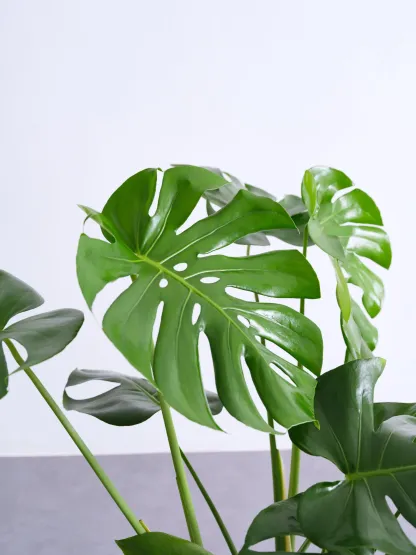 モンステラ・デリシオーサ