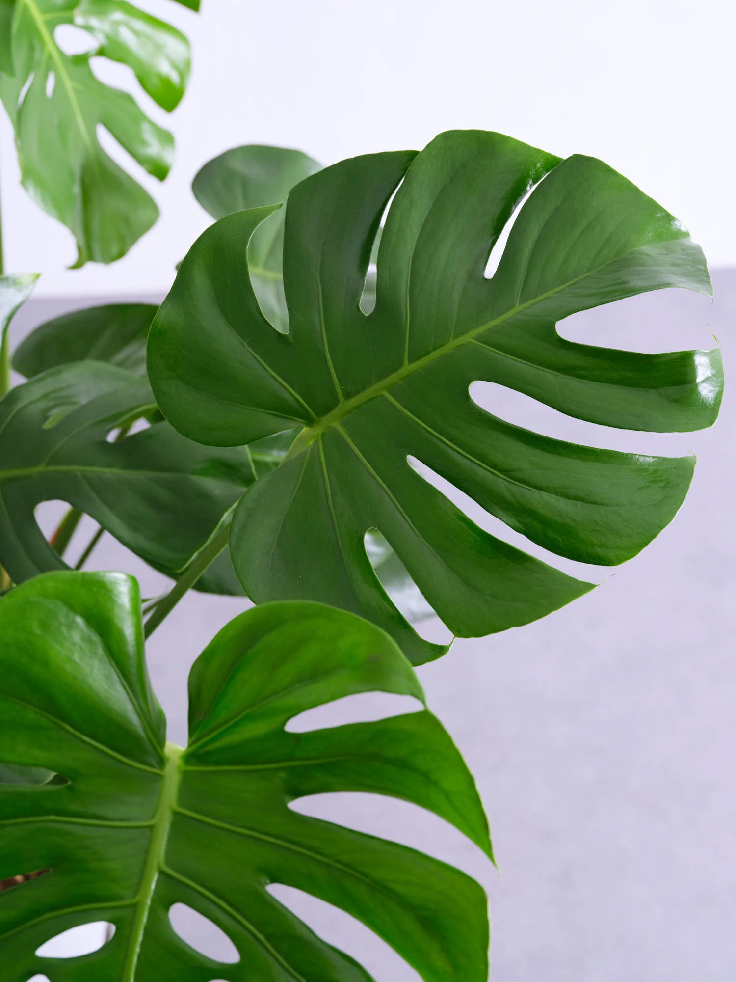 モンステラ・デリシオーサ