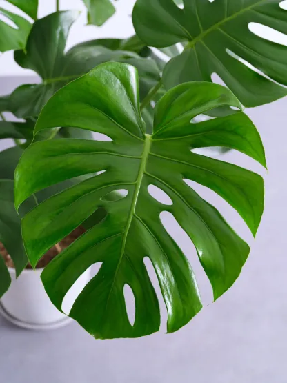 モンステラ・デリシオーサ