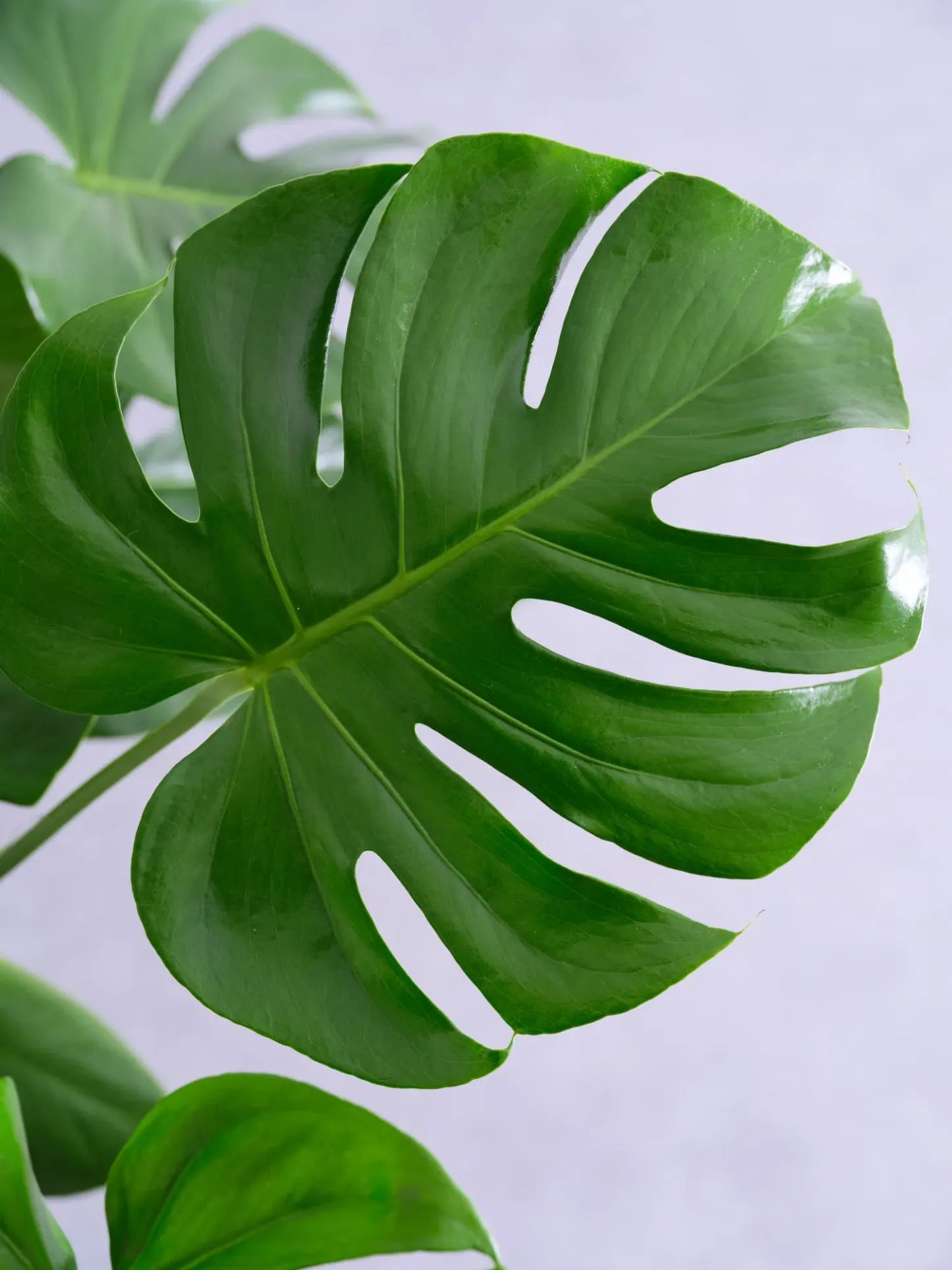 モンステラ・デリシオーサ