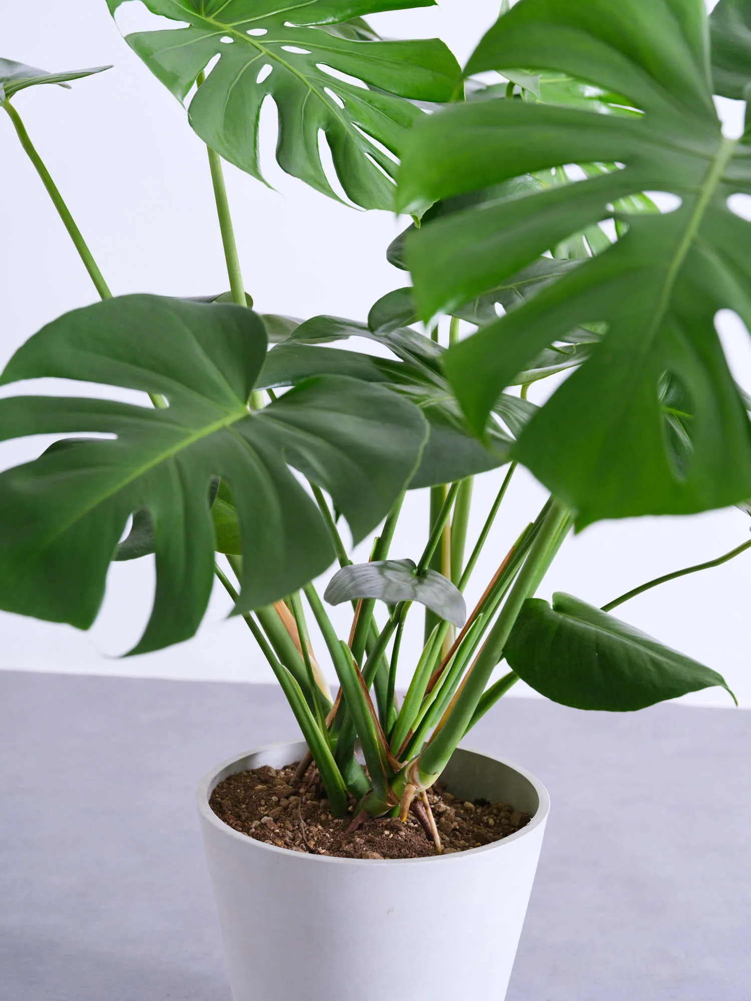 モンステラ・デリシオーサ