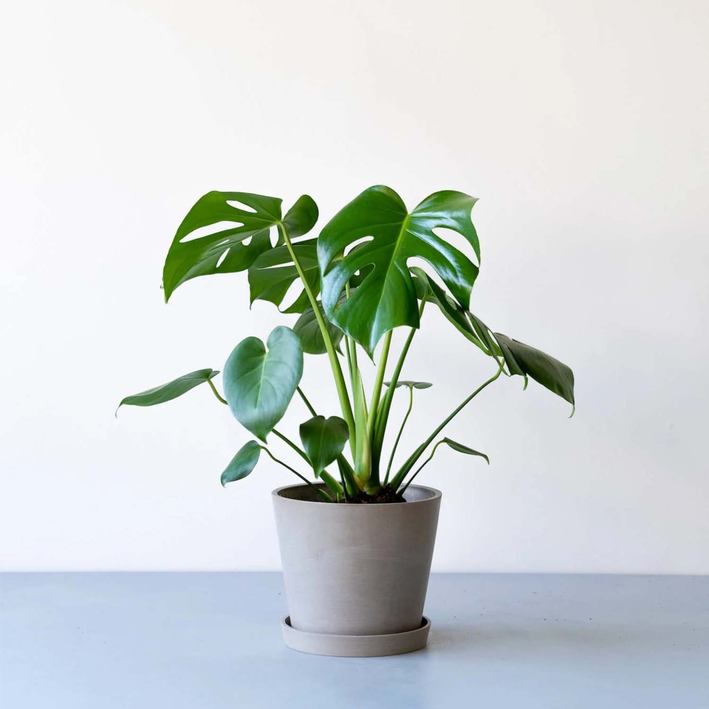 モンステラ・デリシオーサ