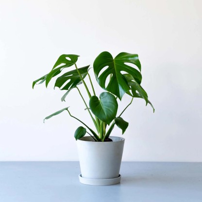 モンステラ・デリシオーサ