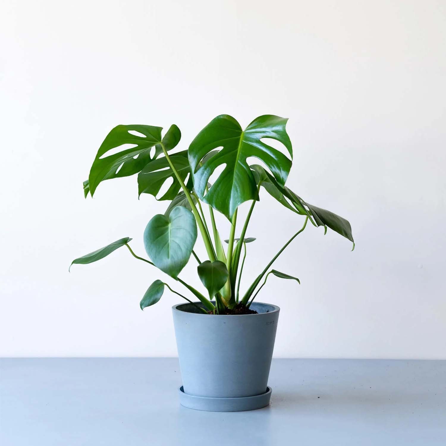 モンステラ・デリシオーサ