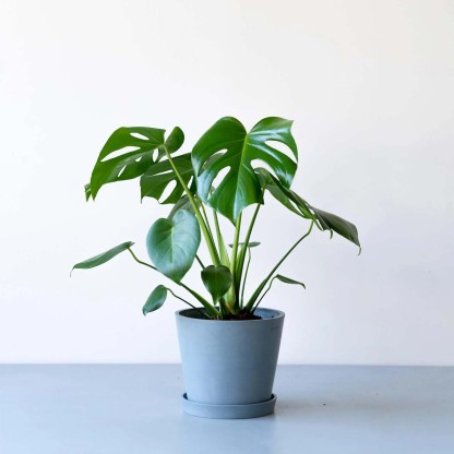 モンステラ・デリシオーサ