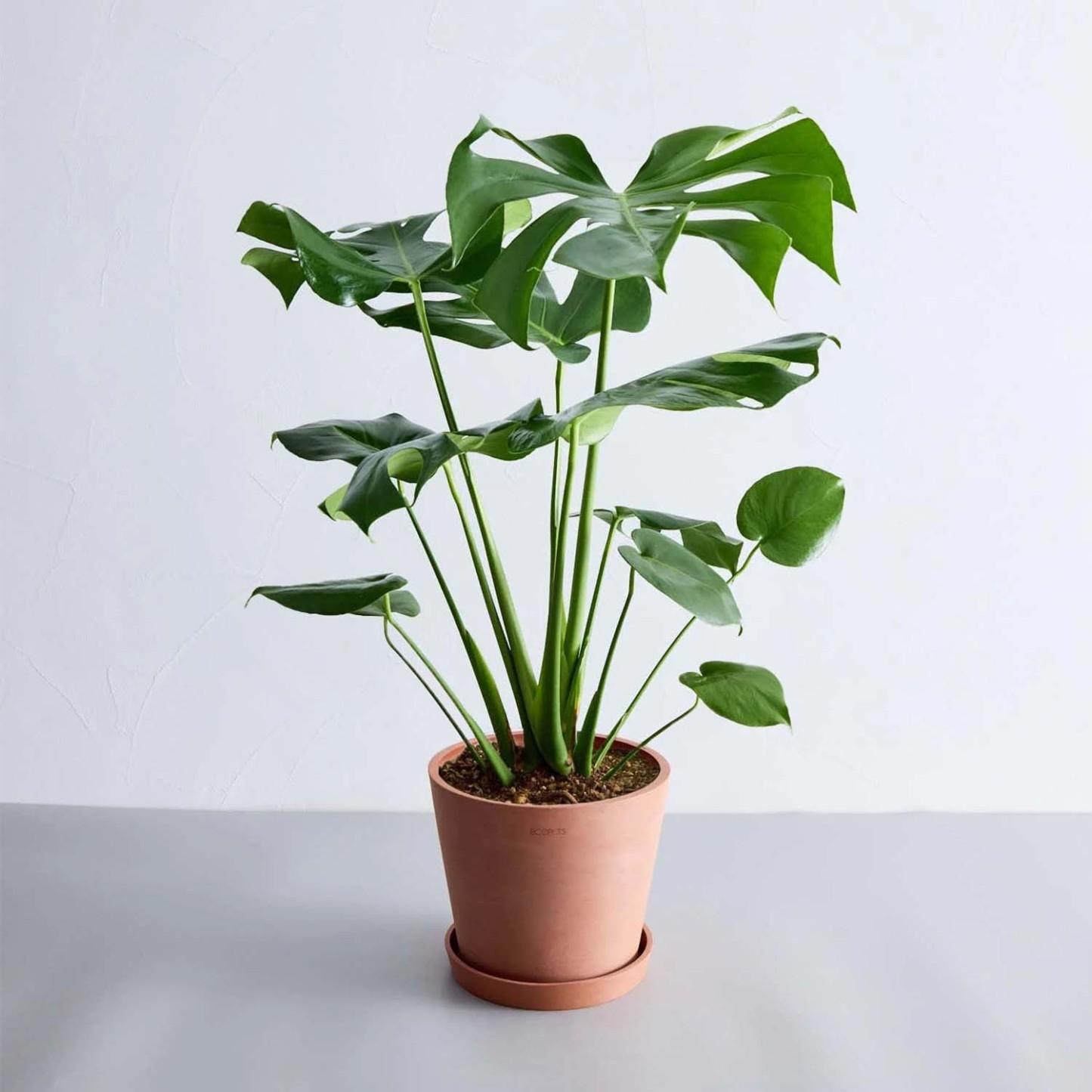 モンステラ・デリシオーサ