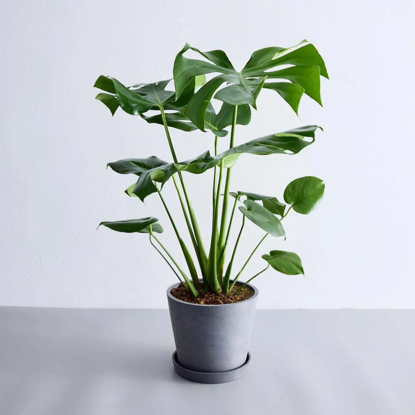 モンステラ・デリシオーサ