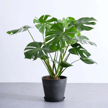 モンステラ・デリシオーサ