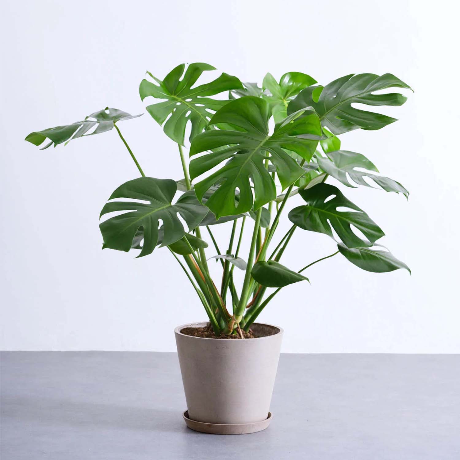 モンステラ・デリシオーサ