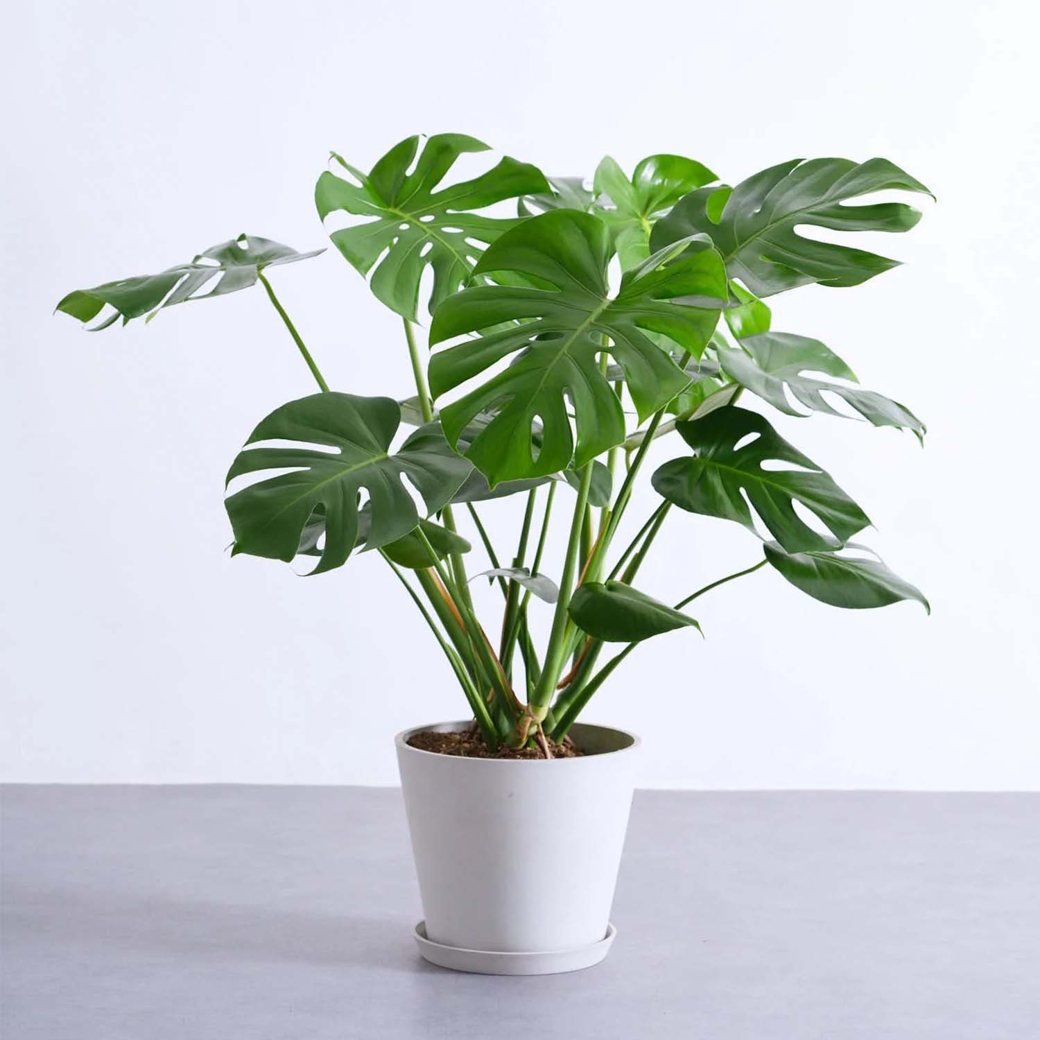 モンステラ・デリシオーサ