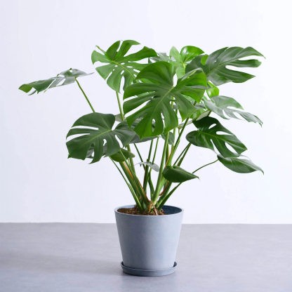 モンステラ・デリシオーサ