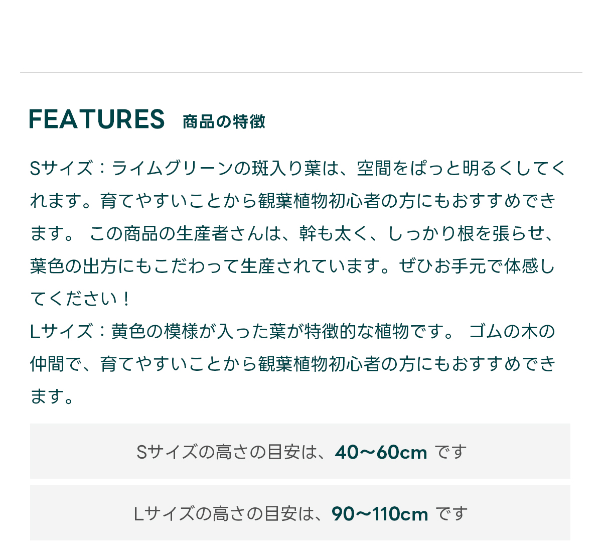 FEATURES商品の特徴 ライムグリーンの斑入り葉は、空間をぱっと明るくしてくれます。ゴムの木の仲間で、育てやすいことから観葉植物初心者の方にもおすすめできます。 この商品の生産者さんは、幹も太く、しっかり根を張らせ、葉色の出方にもこだわって生産されています。ぜひお手元で体感してください！  Sサイズの高さの目安は、 40〜60cm です Lサイズの高さの目安は、 90〜110cm です
