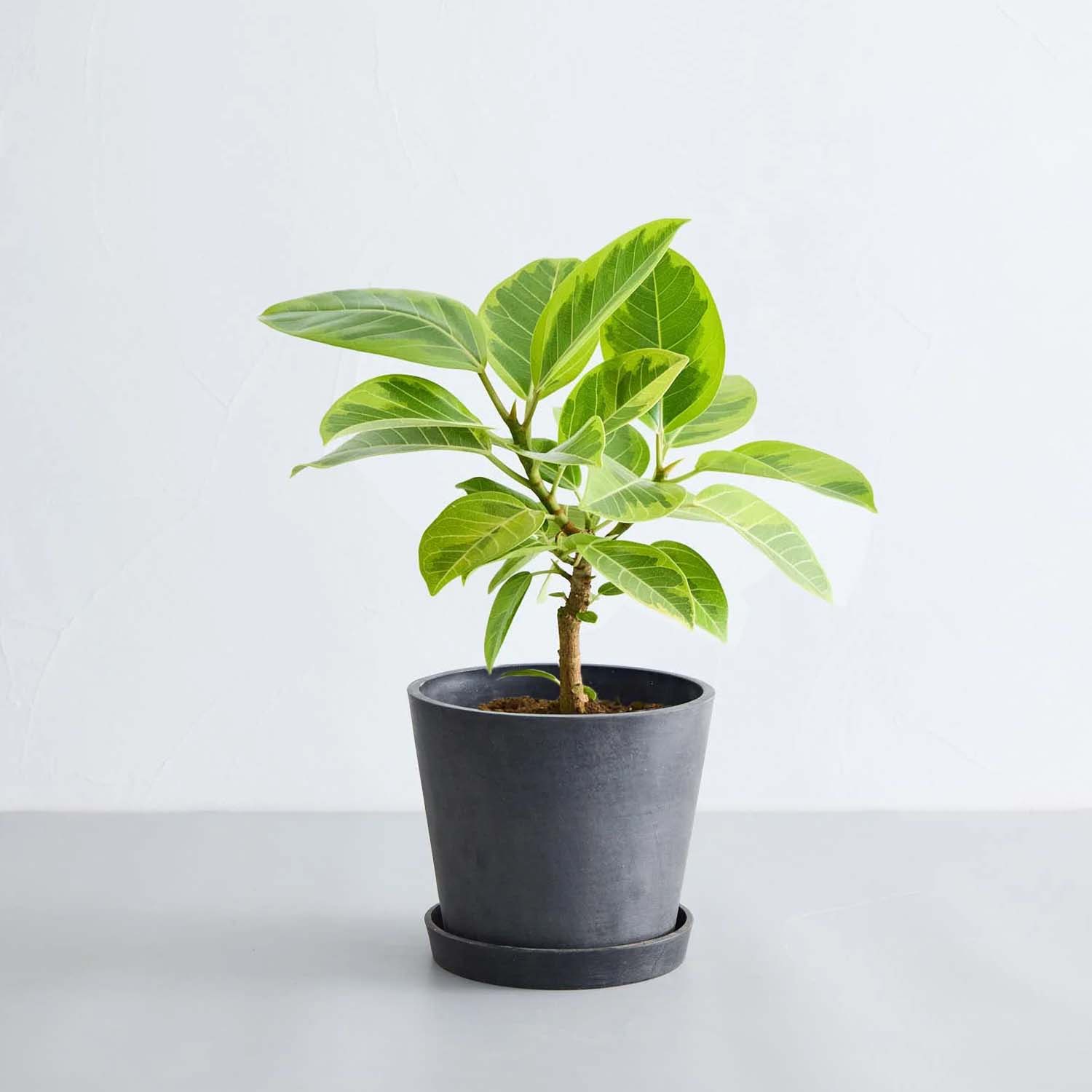 フィカス・アルテシマ