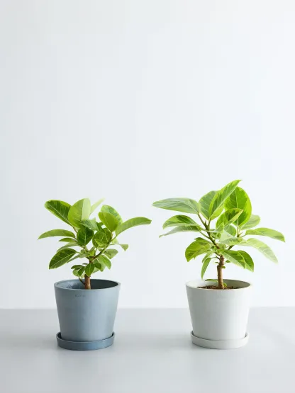 フィカス・アルテシマ