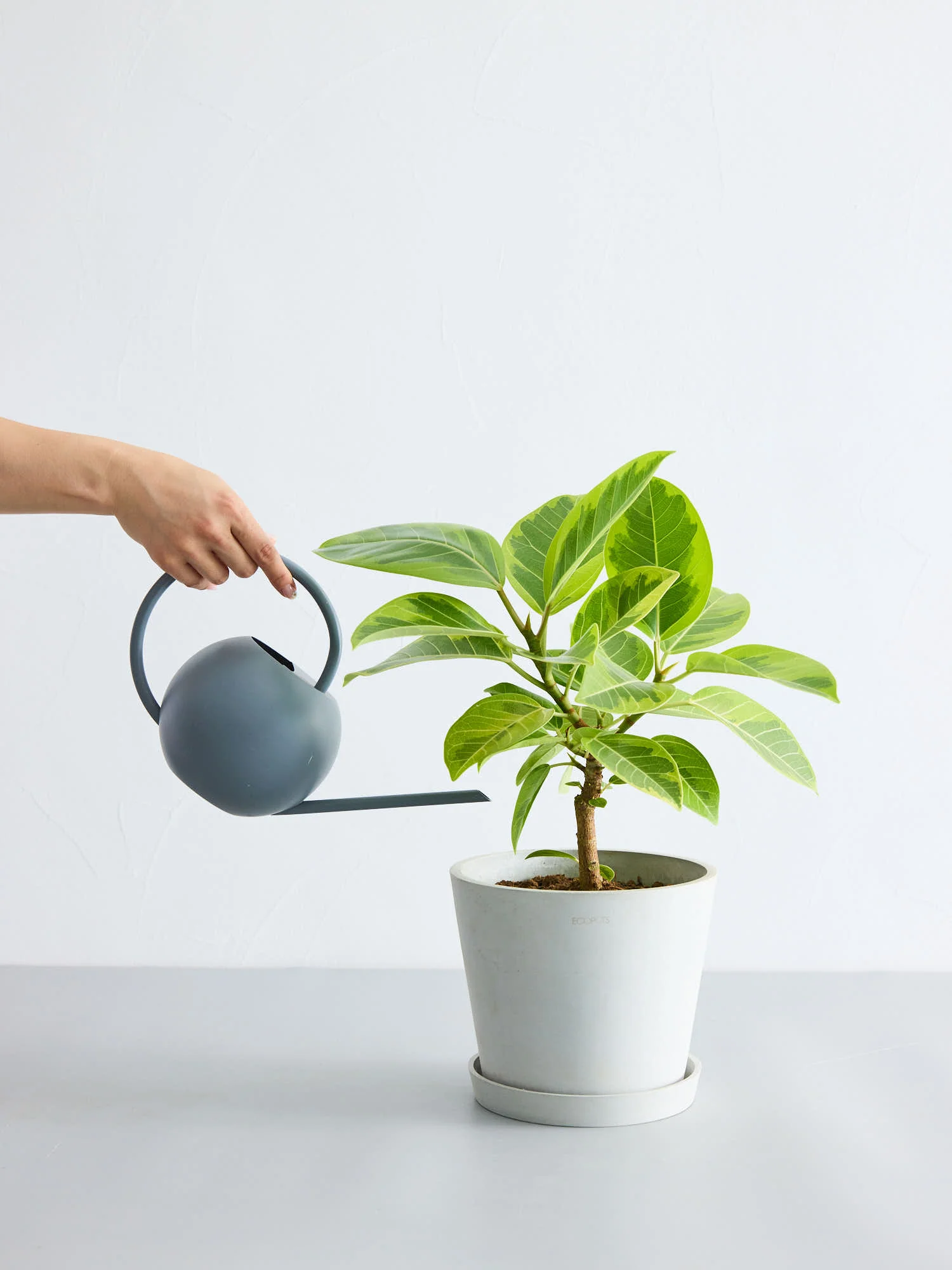 フィカス・アルテシマ