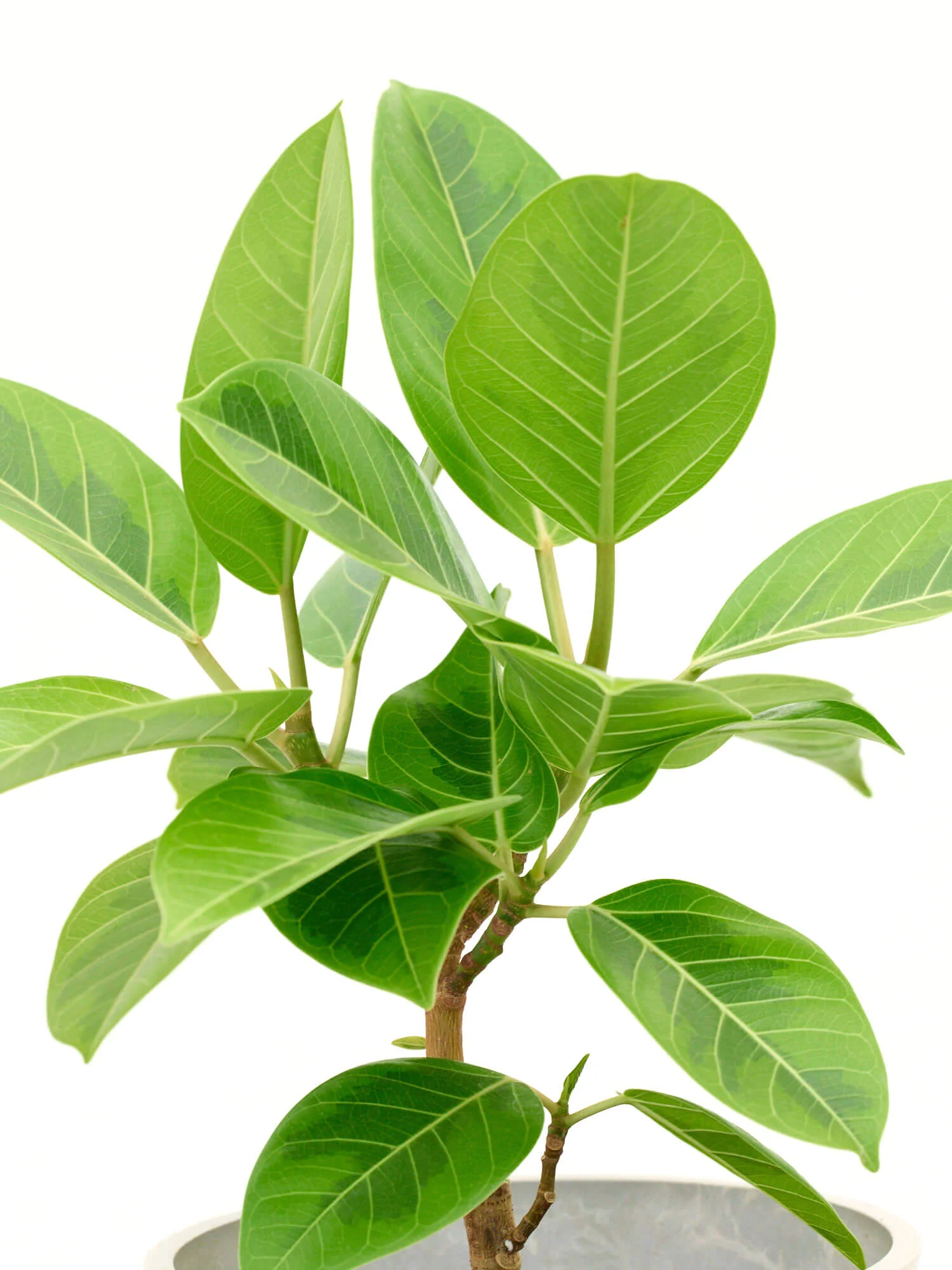 フィカス・アルテシマ