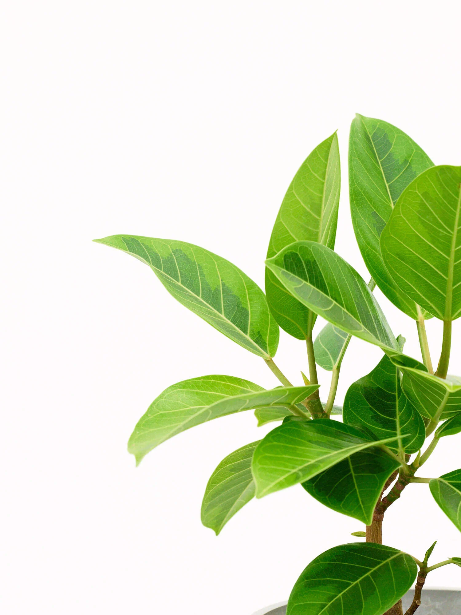 フィカス・アルテシマ