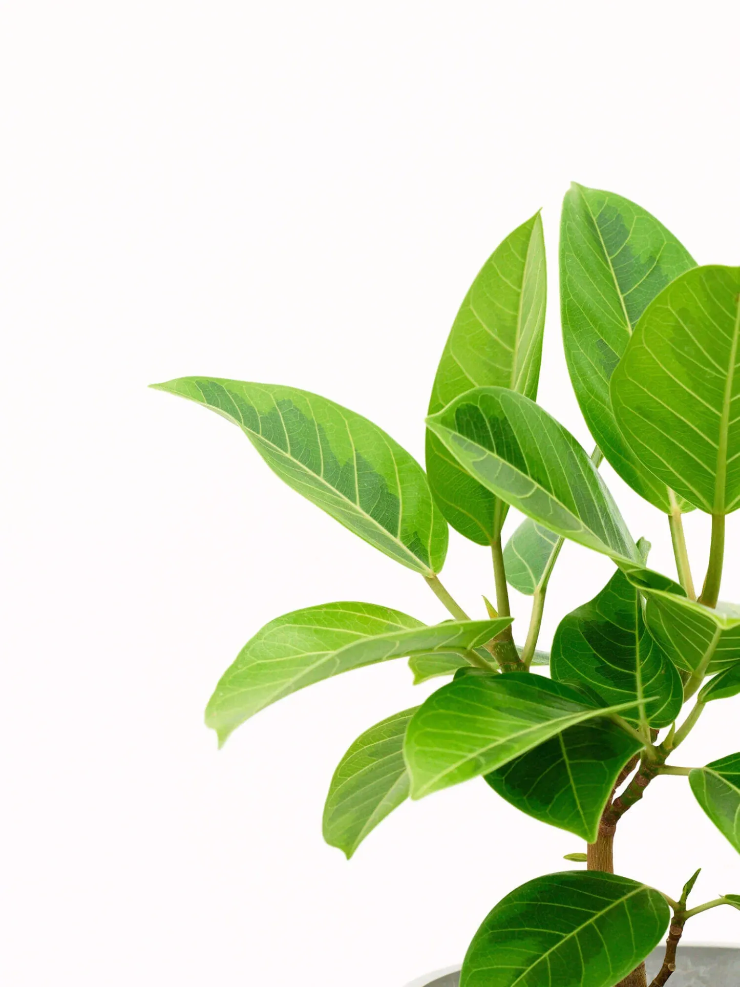 フィカス・アルテシマ