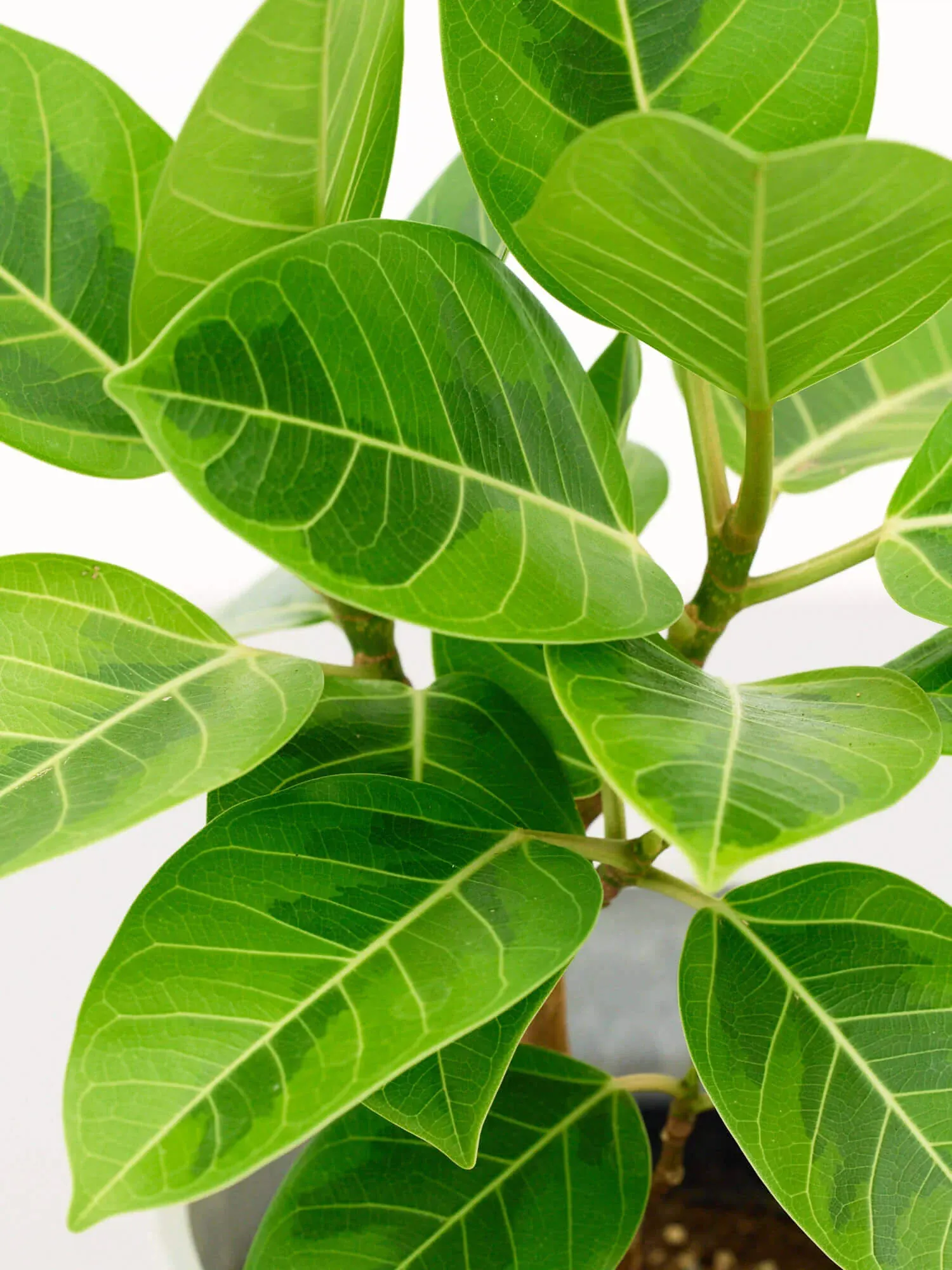 フィカス・アルテシマ