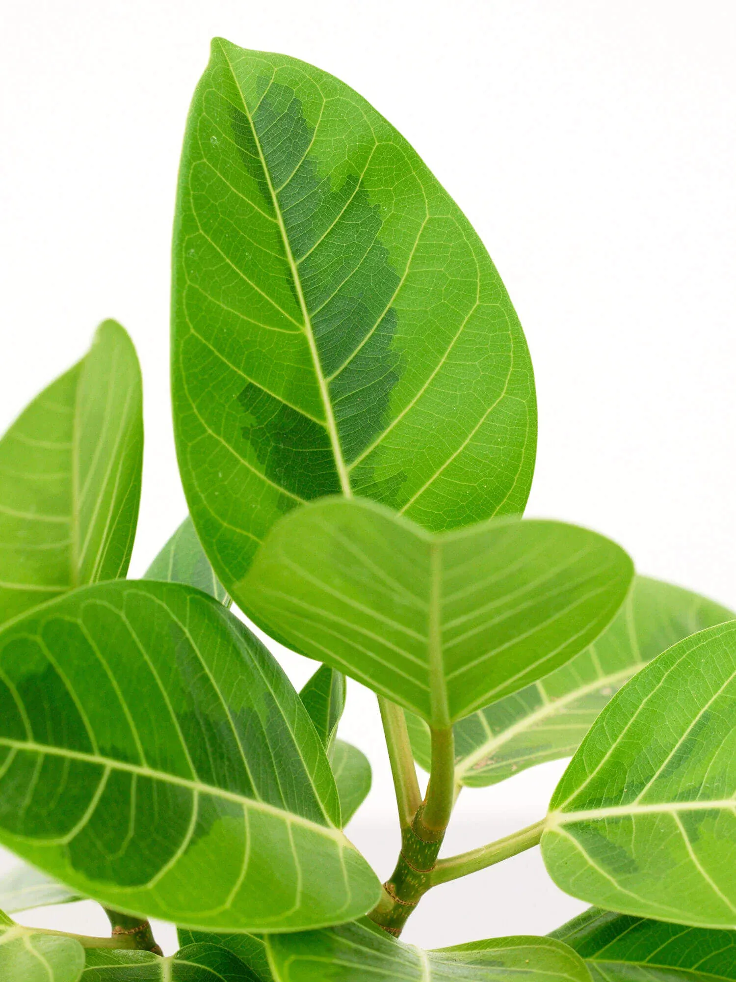 フィカス・アルテシマ