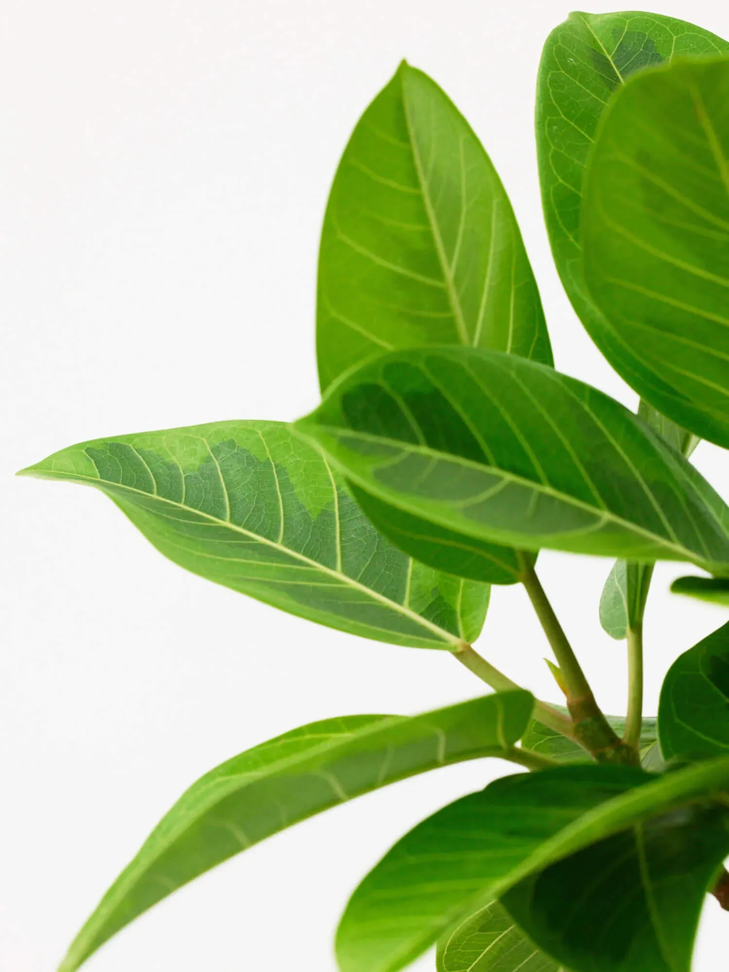 フィカス・アルテシマ