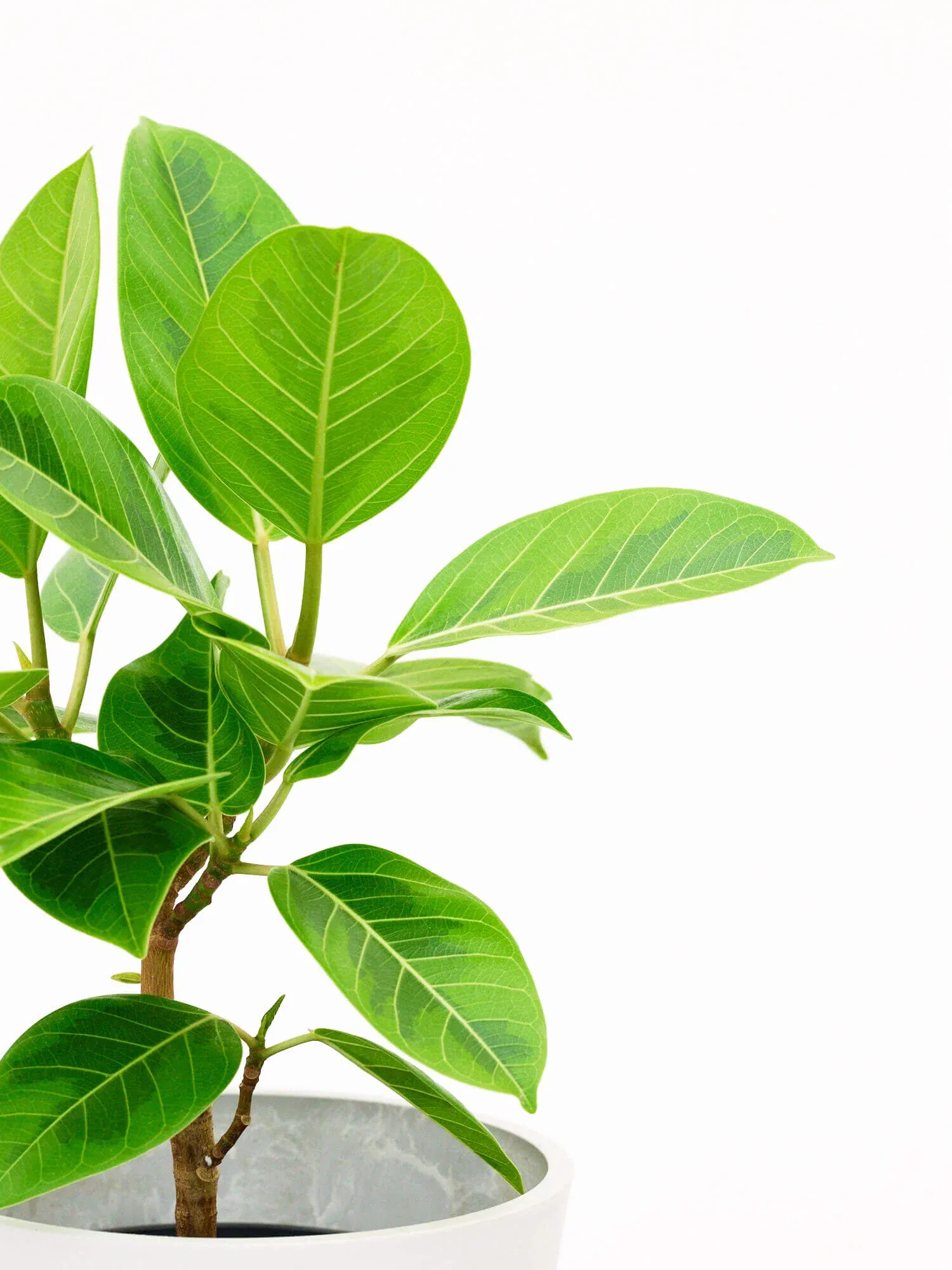 フィカス・アルテシマ