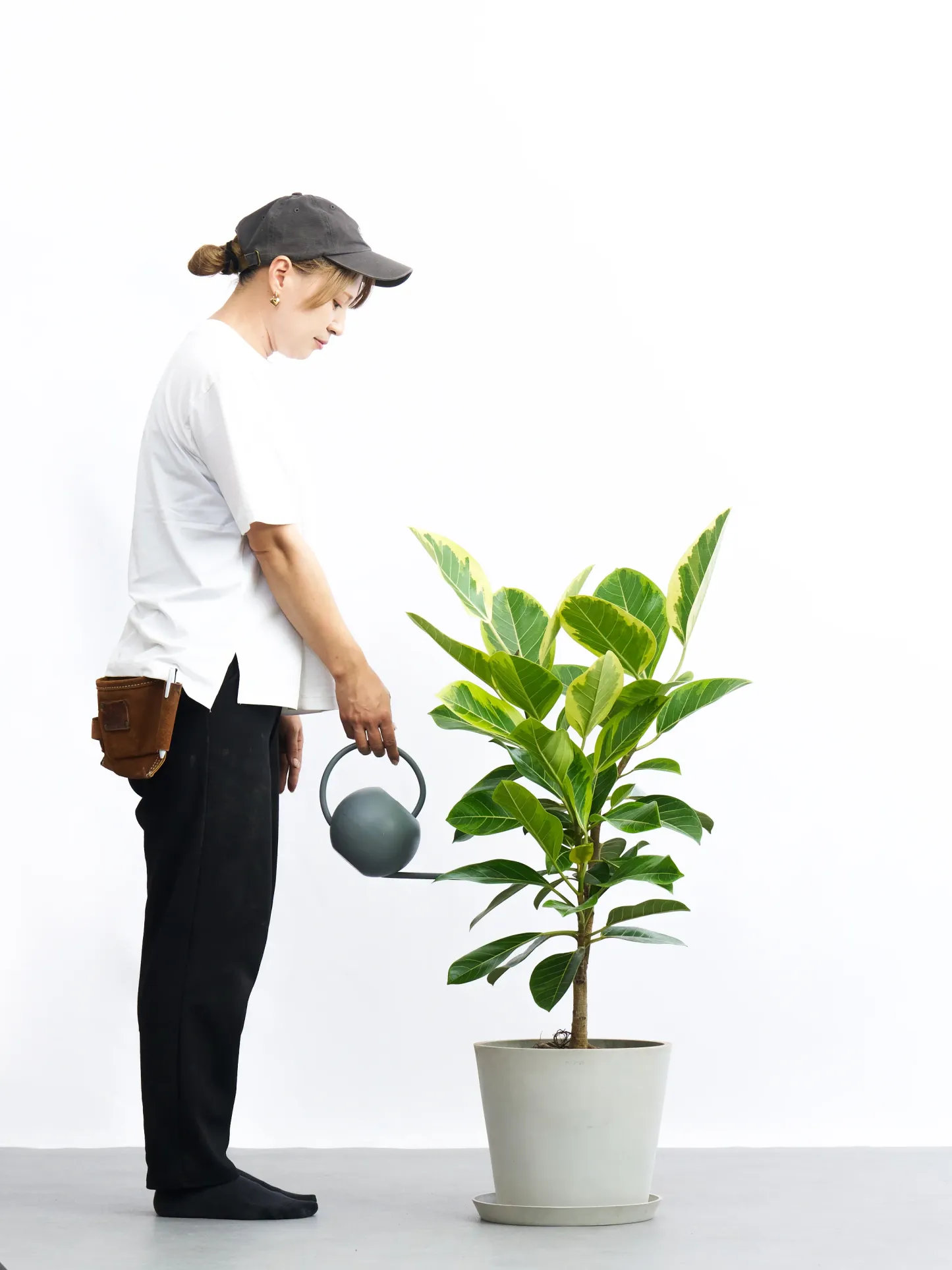 フィカス・アルテシマ