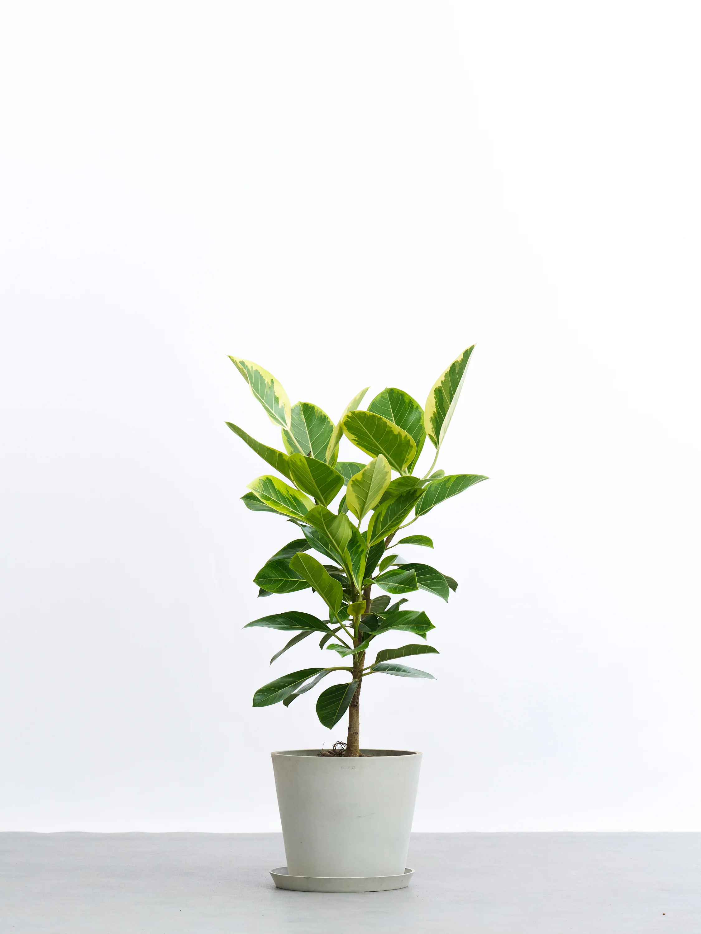 フィカス・アルテシマ