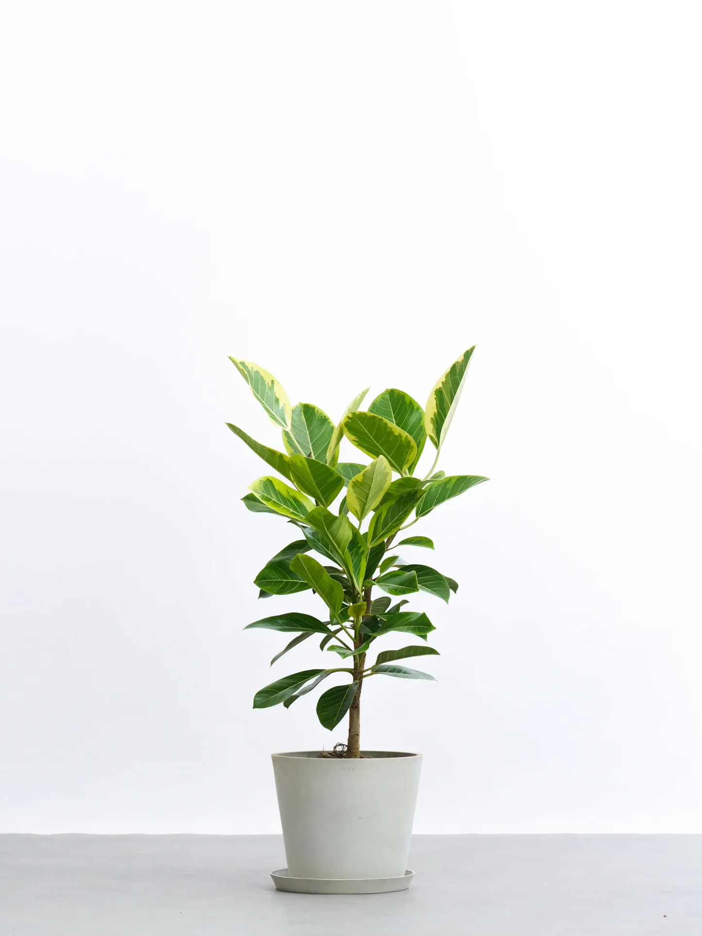 フィカス・アルテシマ