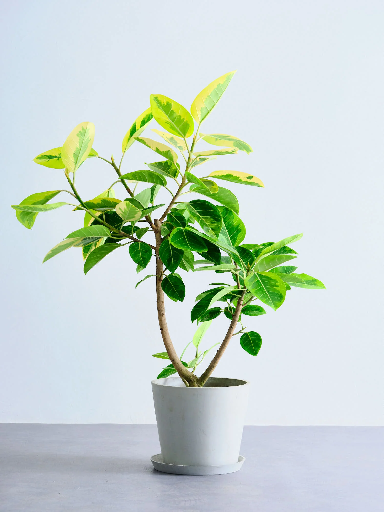 フィカス・アルテシマ