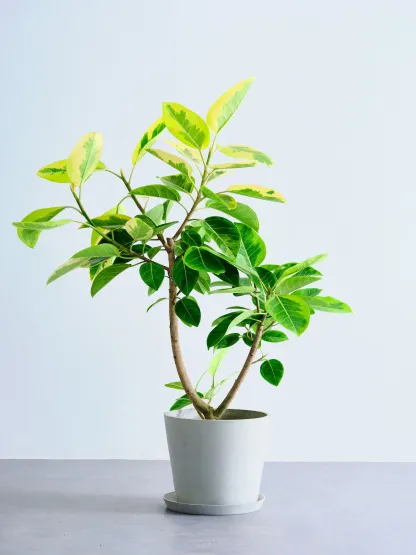 フィカス・アルテシマ