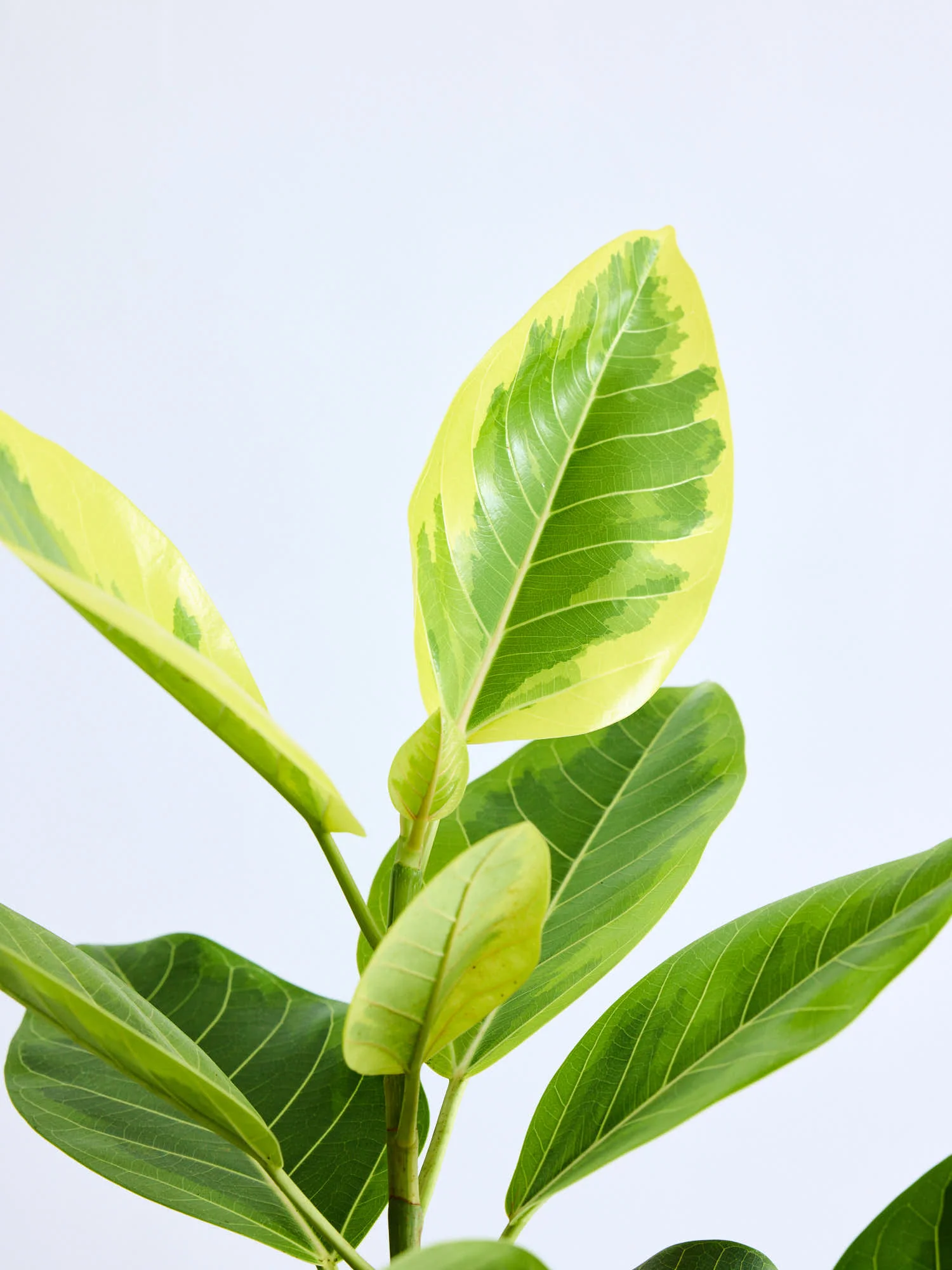 フィカス・アルテシマ