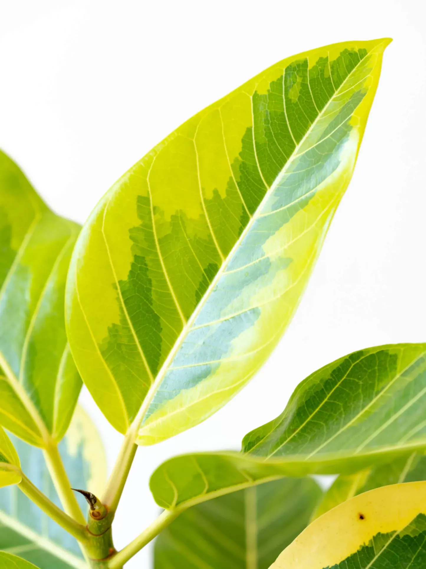 フィカス・アルテシマ