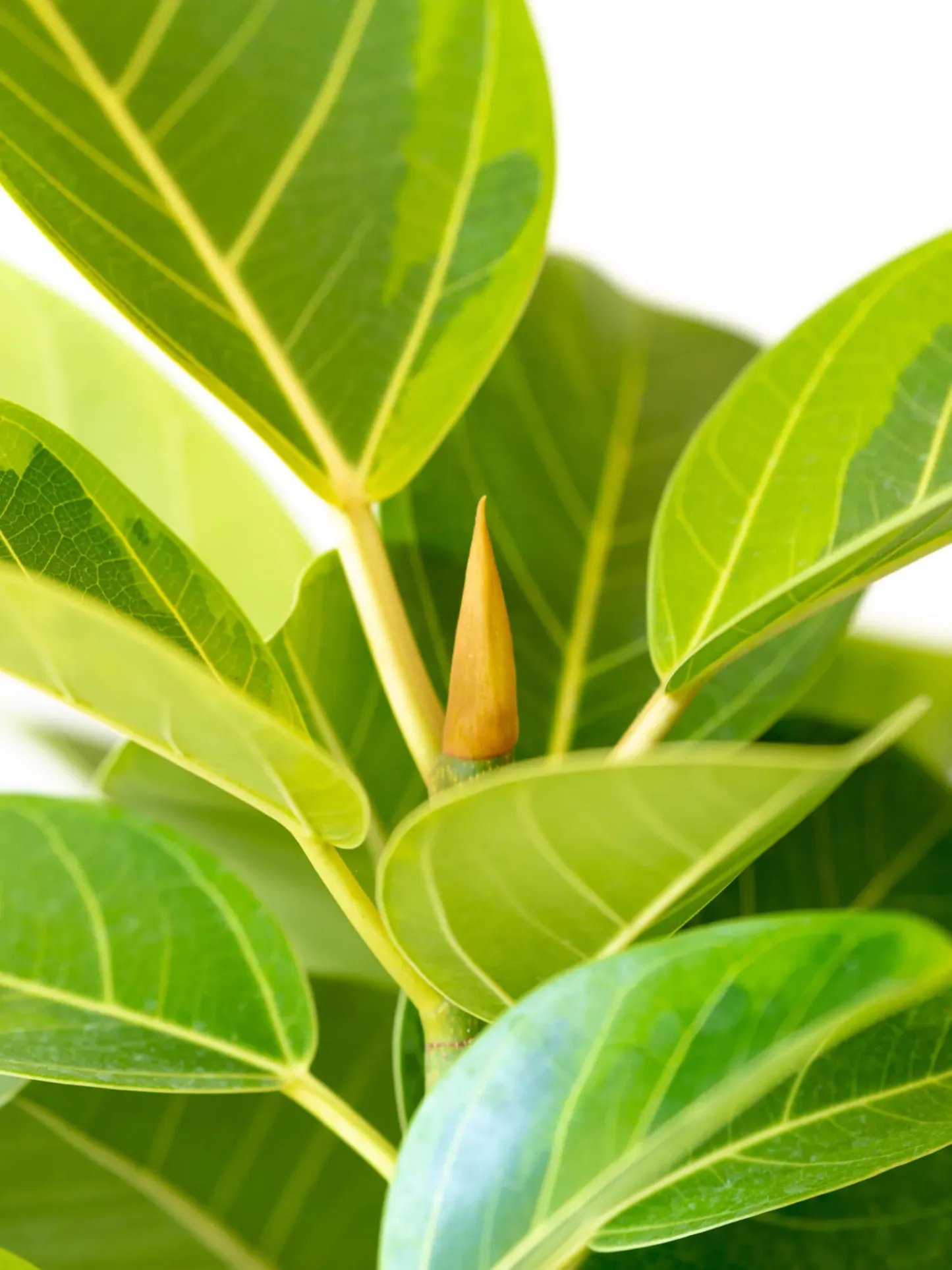 フィカス・アルテシマ