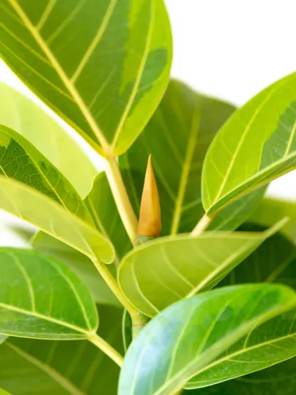 フィカス・アルテシマ